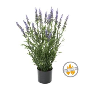 Lawenda Niebieska UV 55 cm - Produkt Trudnopalny FR