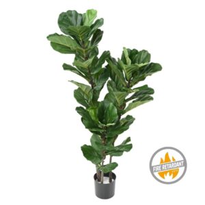 Fikus Lyrata 130 cm - Produkt Trudnopalny FR