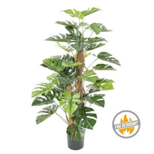 Monstera na Pniu 100 cm - Produkt Trudnopalny FR