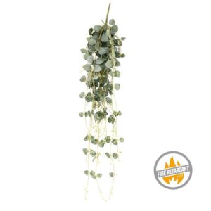 Sukulent Liściasty Wiszący 70 cm - Produkt Trudnopalny FR