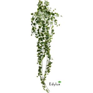 Bluszcz Hedera Zmurszały 180 cm