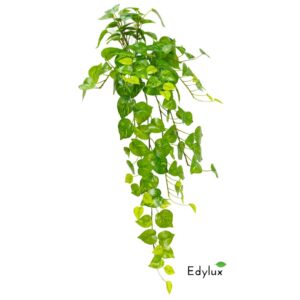 Bluszcz Potos 100 cm